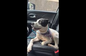 Cachorra é encontrada no bairro Country Cachorra é encontrada no bairro Country