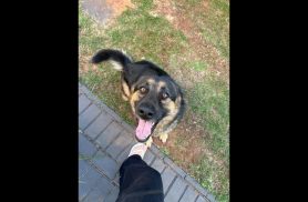 Cachorra Cacau desapareceu no bairro Country Cachorra Cacau desapareceu no bairro Country
