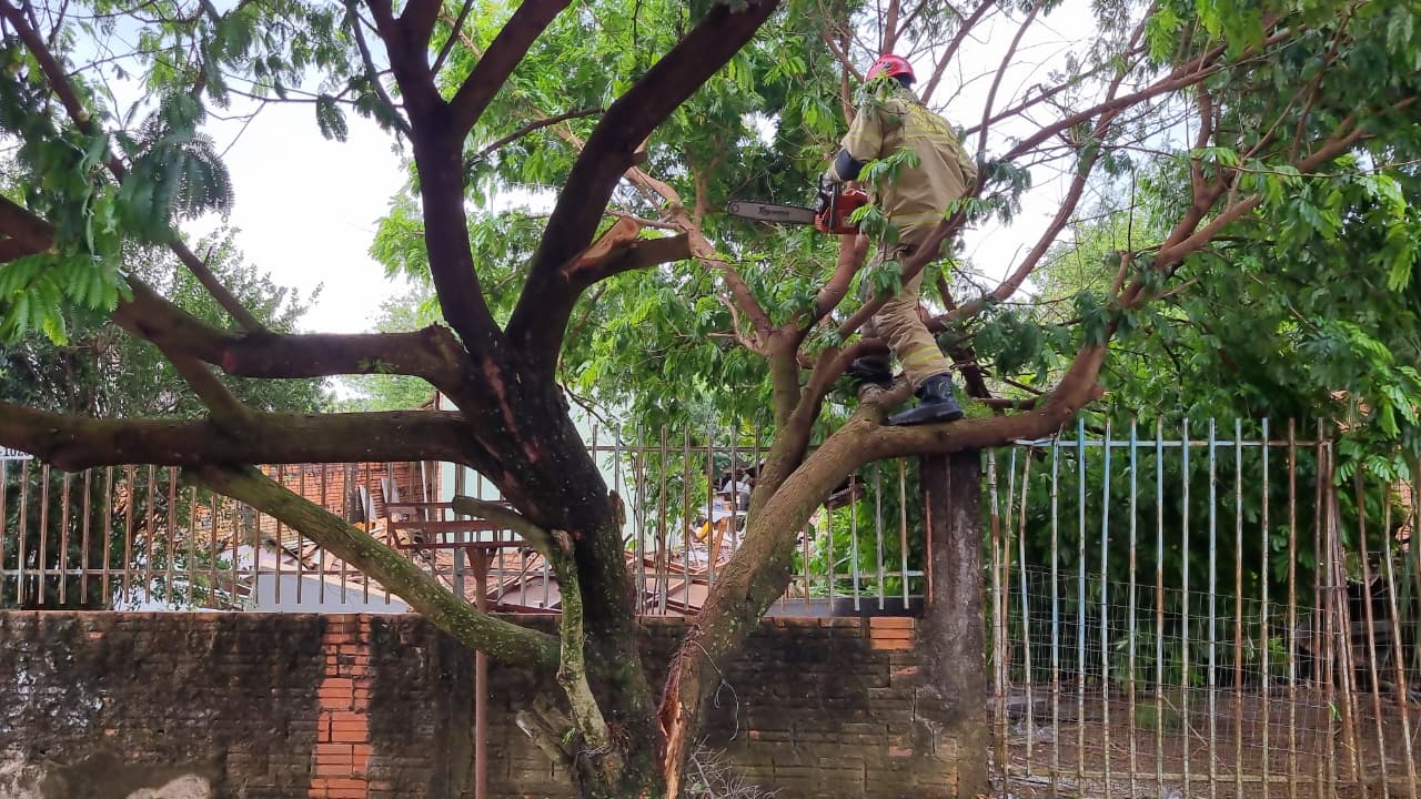 Árvore cai sobre portão de residência no bairro Parque São Paulo, em Cascavel
