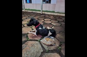 Cachorro é encontrado no bairro Centro Cachorro é encontrado no bairro Centro