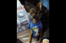 Cachorra Megui desapareceu no bairro Morumbi Cachorra Megui desapareceu no bairro Morumbi