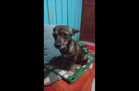 Cachorra Fuinha desapareceu no bairro Maria Luiza Cachorra Fuinha desapareceu no bairro Maria Luiza