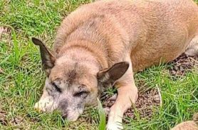 Cachorra Lika desapareceu no bairro Maria Luiza Cachorra Lika desapareceu no bairro Maria Luiza