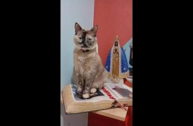 Gata Nina desapareceu no bairro São Cristóvão Gata Nina desapareceu no bairro São Cristóvão