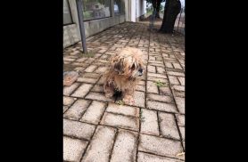 Cachorro é encontrado no bairro Parque São Paulo Cachorro é encontrado no bairro Parque São Paulo