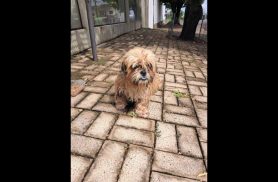 Cachorro é encontrado no bairro Parque São Paulo Cachorro é encontrado no bairro Parque São Paulo