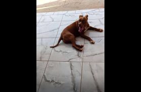 Cachorra é encontrada no bairro Floresta Cachorra é encontrada no bairro Floresta
