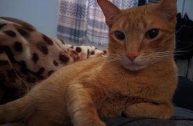 Gato Frederico desapareceu no bairro Interlagos Gato Frederico desapareceu no bairro Interlagos