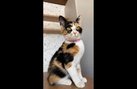 Gata Safira desapareceu no bairro Jardim Veredas Gata Safira desapareceu no bairro Jardim Veredas