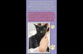 Gato é encontrado no bairro Centro Gato é encontrado no bairro Centro