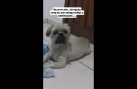 Cachorro Boris desapareceu no bairro Parque São Paulo Cachorro Boris desapareceu no bairro Parque São Paulo