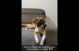 Cachorra Maya desapareceu no bairro Parque São Paulo Cachorra Maya desapareceu no bairro Parque São Paulo