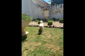 Cachorro é encontrado no bairro Parque Verde Cachorro é encontrado no bairro Parque Verde