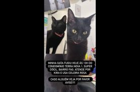 Gata Kira desapareceu no bairro Fag Gata Kira desapareceu no bairro Fag