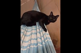 Gata Kira desapareceu no bairro Parque Verde Gata Kira desapareceu no bairro Parque Verde