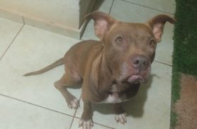 Cachorra é encontrada no bairro Floresta Cachorra é encontrada no bairro Floresta