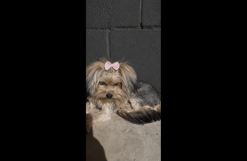 Cachorra Jade desapareceu no bairro Angra dos Reis Cachorra Jade desapareceu no bairro Angra dos Reis