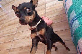 Cachorra Lola desapareceu no bairro Universitário Cachorra Lola desapareceu no bairro Universitário