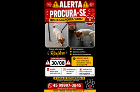 Cachorra Raika desapareceu no bairro Parque Verde Cachorra Raika desapareceu no bairro Parque Verde