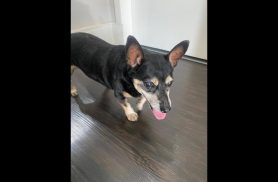 Cachorra é encontrada no bairro Centro Cachorra é encontrada no bairro Centro