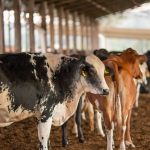 Imagem relativa a UE suspende carnes do Brasil; entenda impacto e próximos passos