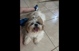 Cachorro é encontrado no bairro Parque Verde Cachorro é encontrado no bairro Parque Verde
