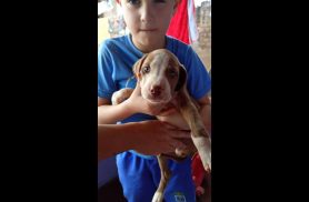 Cachorra Malu desapareceu no bairro Santa Felicidade Cachorra Malu desapareceu no bairro Santa Felicidade