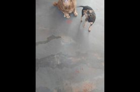 Cachorra Jade desapareceu no bairro Santa Cruz Cachorra Jade desapareceu no bairro Santa Cruz