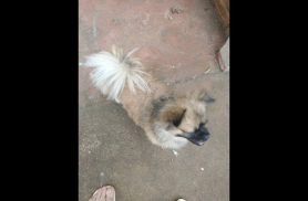 Cachorro é encontrado no bairro Coqueiral Cachorro é encontrado no bairro Coqueiral