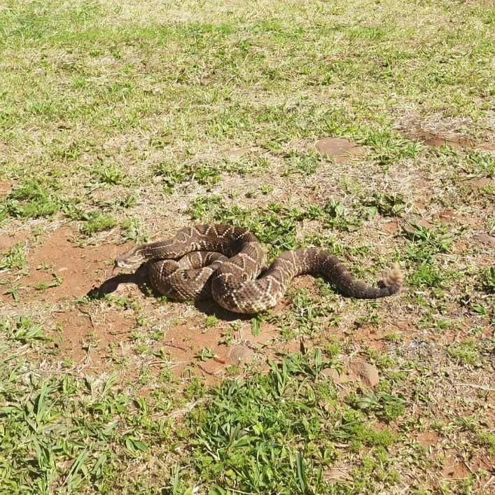 Imagem referente a Duas cascavéis são flagradas em pátio da Receita Federal, em Cascavel