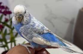 Periquito Zazu desapareceu no bairro Esmeralda Periquito Zazu desapareceu no bairro Esmeralda