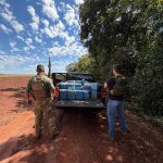 Imagem relativa a BPFRON e PF apreendem mais de 600 kg de maconha em Guaíra