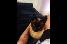 Gata Mimi desapareceu no bairro Pacaembu Gata Mimi desapareceu no bairro Pacaembu