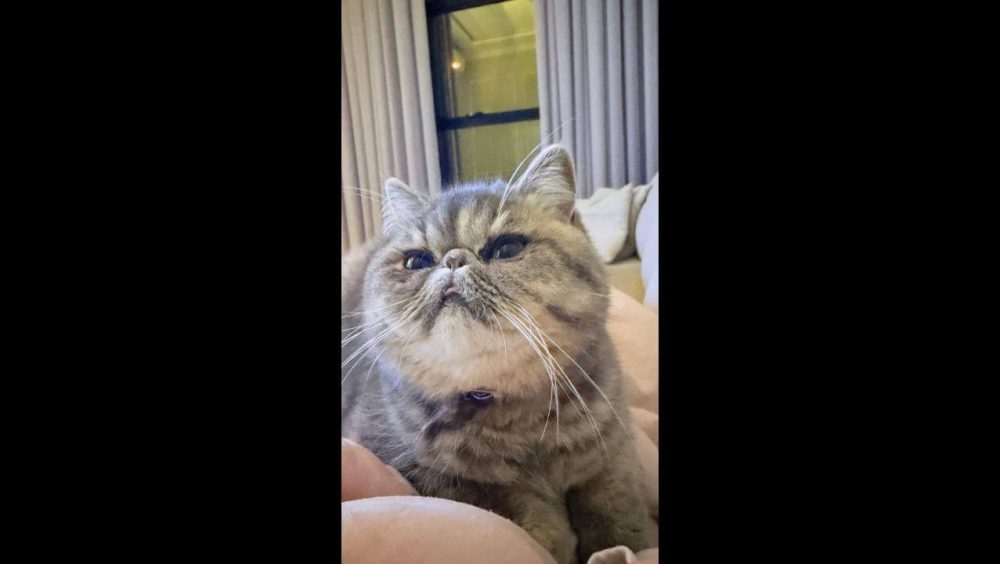 Gata Mel desapareceu no bairro Turisparque Imagem referente a Gata Mel desapareceu no bairro Turisparque