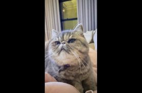 Gata Mel desapareceu no bairro Turisparque Gata Mel desapareceu no bairro Turisparque