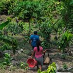 Imagem relativa a Da Amazônia ao Chaco, América Latina tem desafios com clima e terra