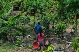 Da Amazônia ao Chaco, América Latina tem desafios com clima e terra