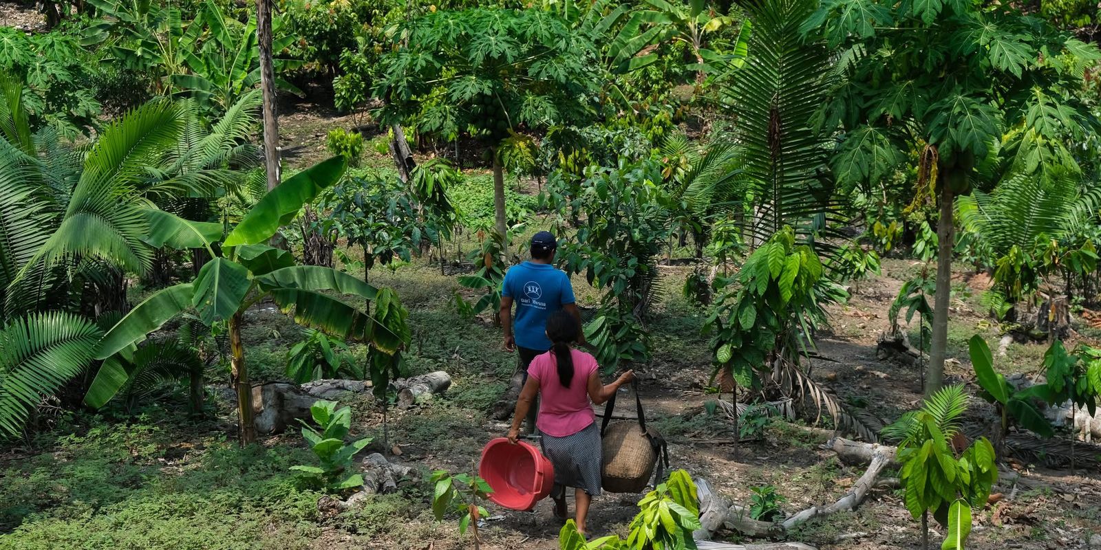 Da Amazônia ao Chaco, América Latina tem desafios com clima e terra Imagem referente a Da Amazônia ao Chaco, América Latina tem desafios com clima e terra