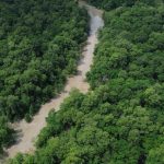 Imagem relativa a No Dia da Amazônia, campanha pede que eleitor vote por floresta em pé