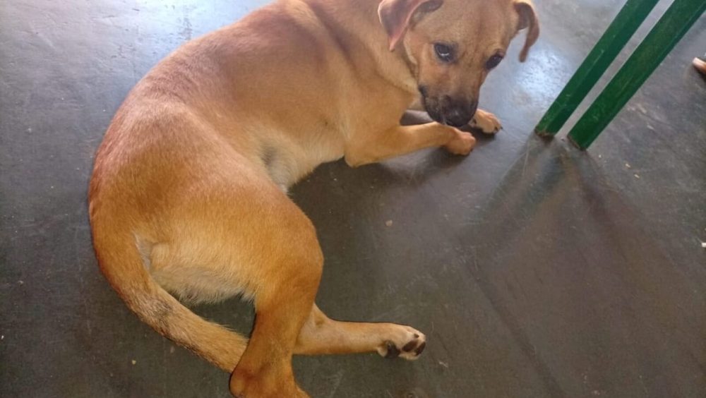 Cachorro é encontrado no bairro Maria Luiza Imagem referente a Cachorro é encontrado no bairro Maria Luiza