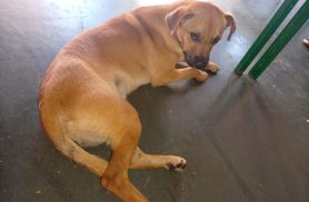 Cachorro é encontrado no bairro Maria Luiza Cachorro é encontrado no bairro Maria Luiza