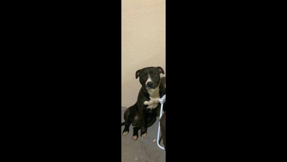 Cachorro Zeus desapareceu no bairro Esmeralda Imagem referente a Cachorro Zeus desapareceu no bairro Esmeralda