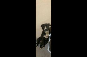 Cachorro Zeus desapareceu no bairro Esmeralda Cachorro Zeus desapareceu no bairro Esmeralda
