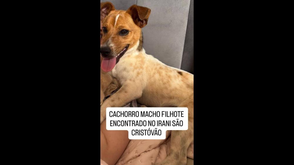 Cachorro é encontrado no bairro São Cristóvão Imagem referente a Cachorro é encontrado no bairro São Cristóvão