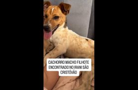 Cachorro é encontrado no bairro São Cristóvão Cachorro é encontrado no bairro São Cristóvão