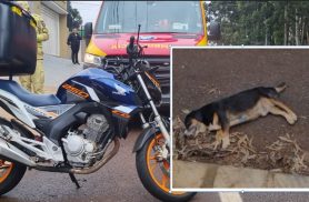 Alerta de cena forte: motociclista bate em cãozinho e os dois ficam feridos no Periolo Alerta de cena forte: motociclista bate em cãozinho e os dois ficam feridos no Periolo