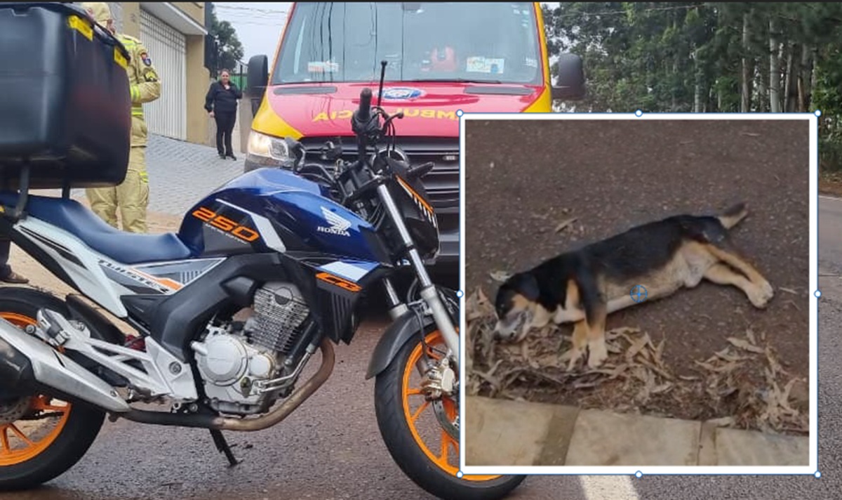 Alerta de cena forte: motociclista bate em cãozinho e os dois ficam feridos no Periolo