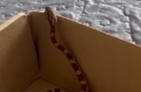 Serpente é encontrada em caixa dentro de apartamento no bairro Santa Cruz