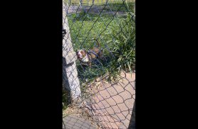 Cachorro é encontrado no bairro Fag Cachorro é encontrado no bairro Fag