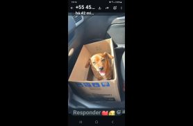 Cachorra desapareceu no bairro Nova Cidade Cachorra desapareceu no bairro Nova Cidade